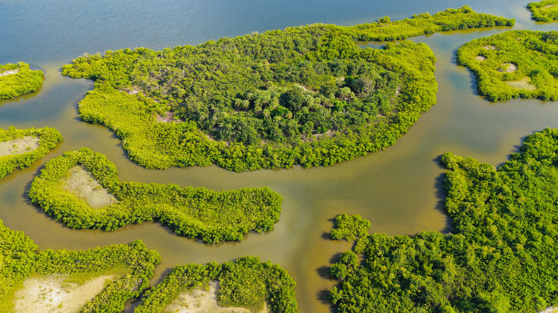 Hutan mangrove dari udara